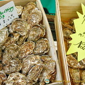 Oysters from different regions of France